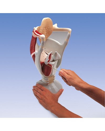 Functional Larynx Model, 4 times full-size